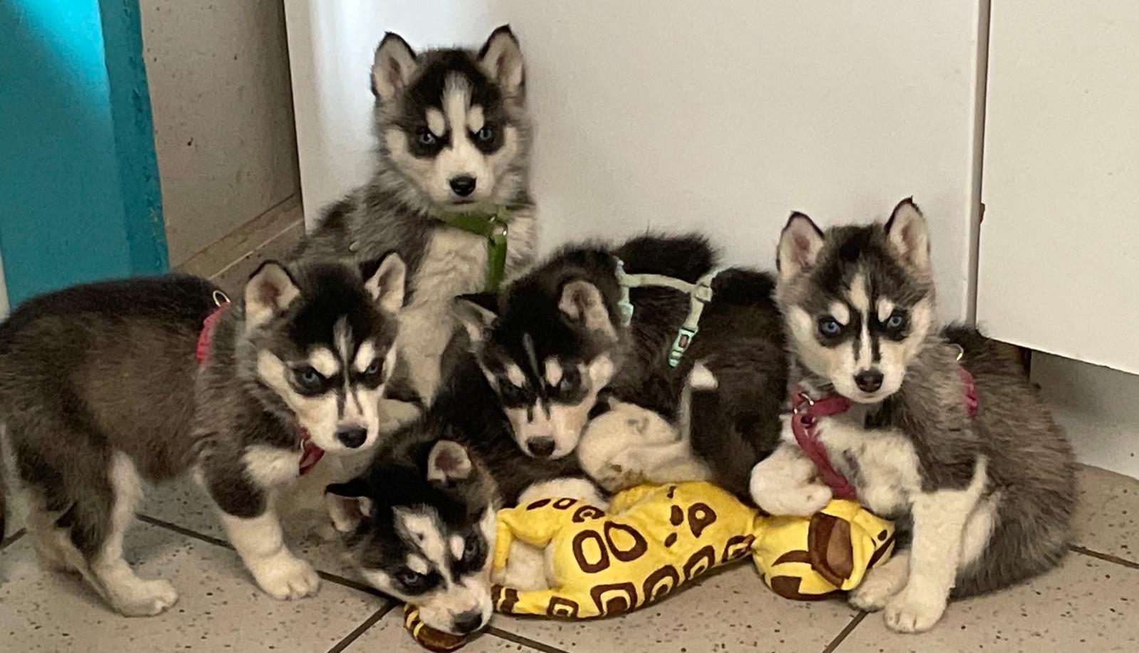 Wie Viel Kostet Ein Husky Welpe Im Tierheim www.tierheim-badsalzuflen.de